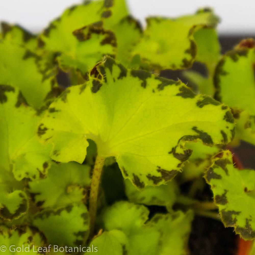 Begonia Rex River Nile - Gold Leaf Botanicals