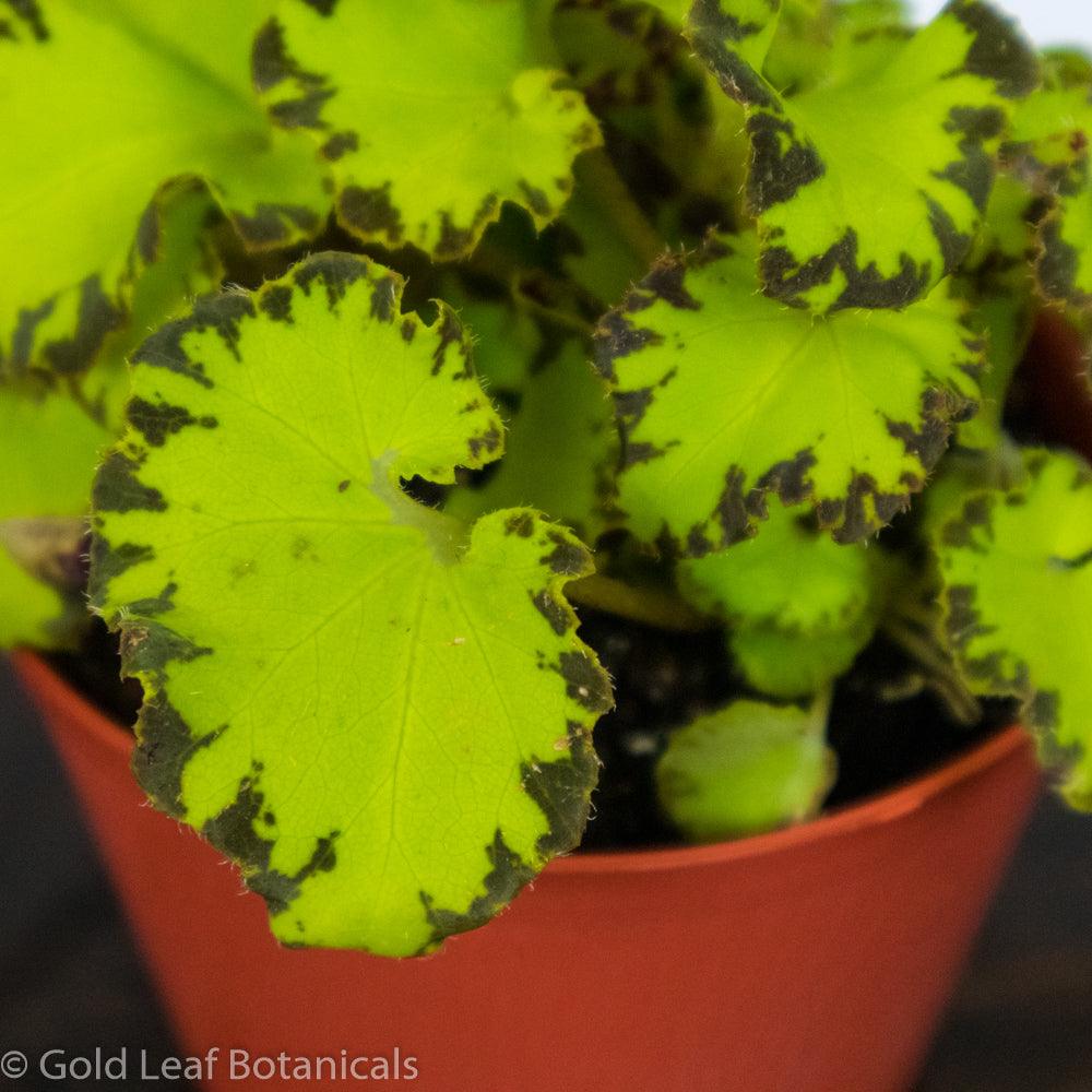 Begonia Rex River Nile - Gold Leaf Botanicals
