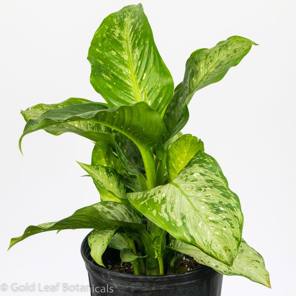 Dieffenbachia Panther - Gold Leaf Botanicals