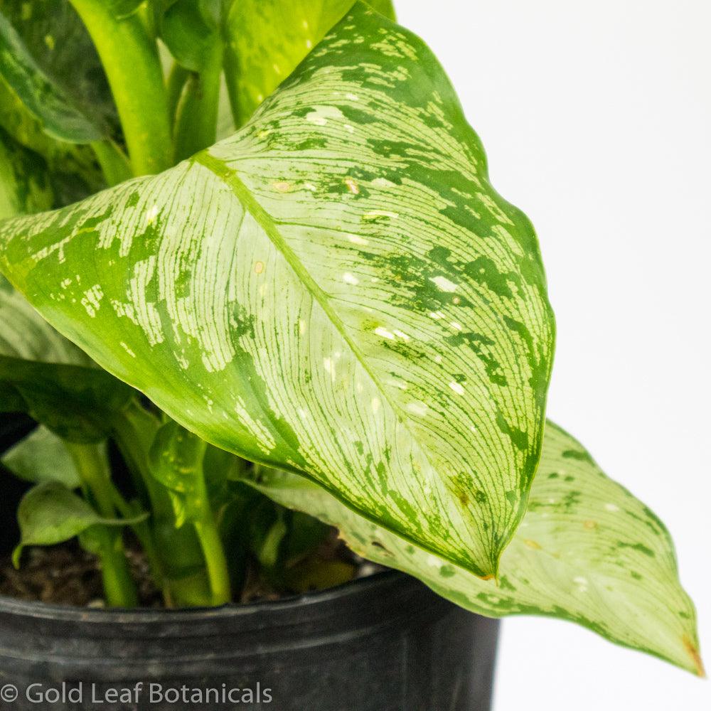 Dieffenbachia Panther - Gold Leaf Botanicals