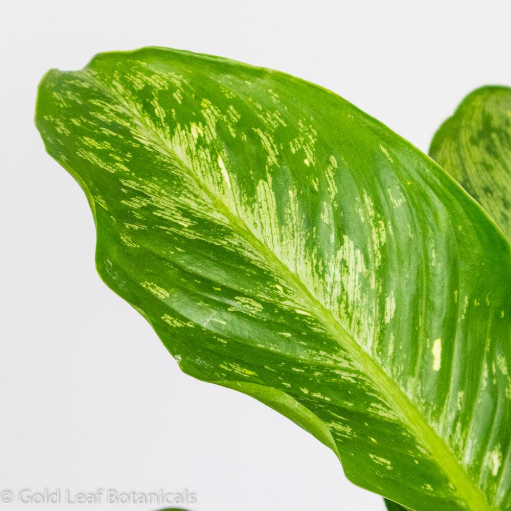 Dieffenbachia Panther - Gold Leaf Botanicals