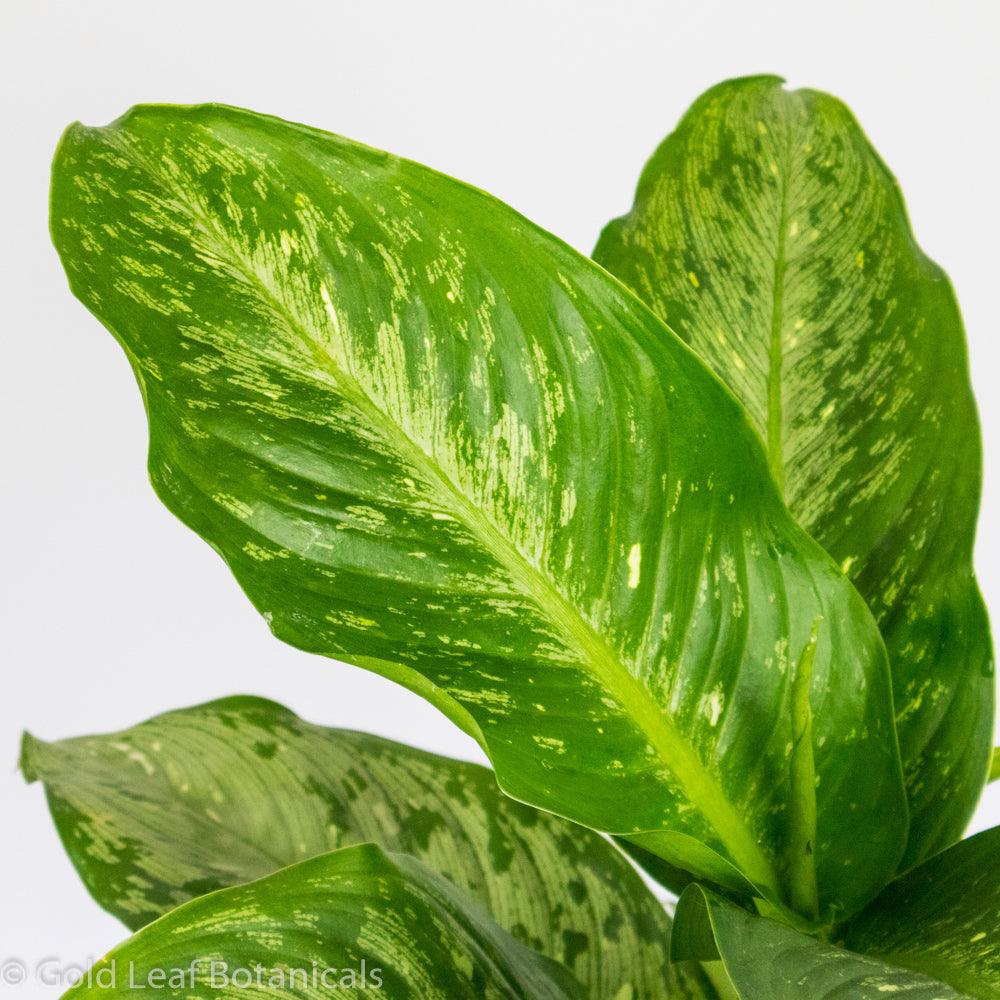 Dieffenbachia Panther - Gold Leaf Botanicals
