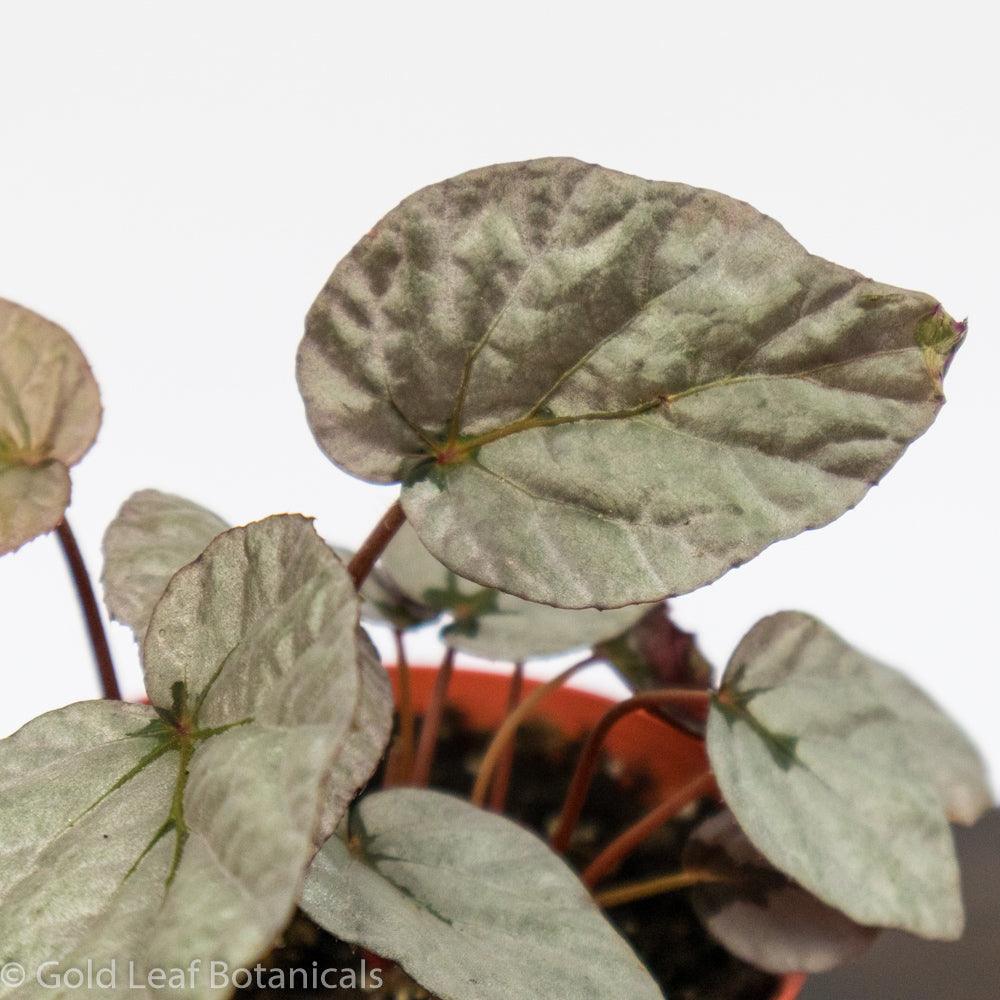 Begonia Rex Duarten - Gold Leaf Botanicals