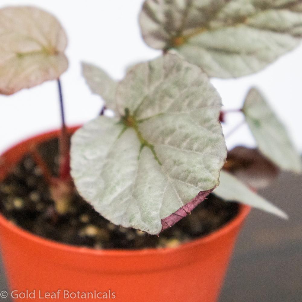 Begonia Rex Duarten - Gold Leaf Botanicals