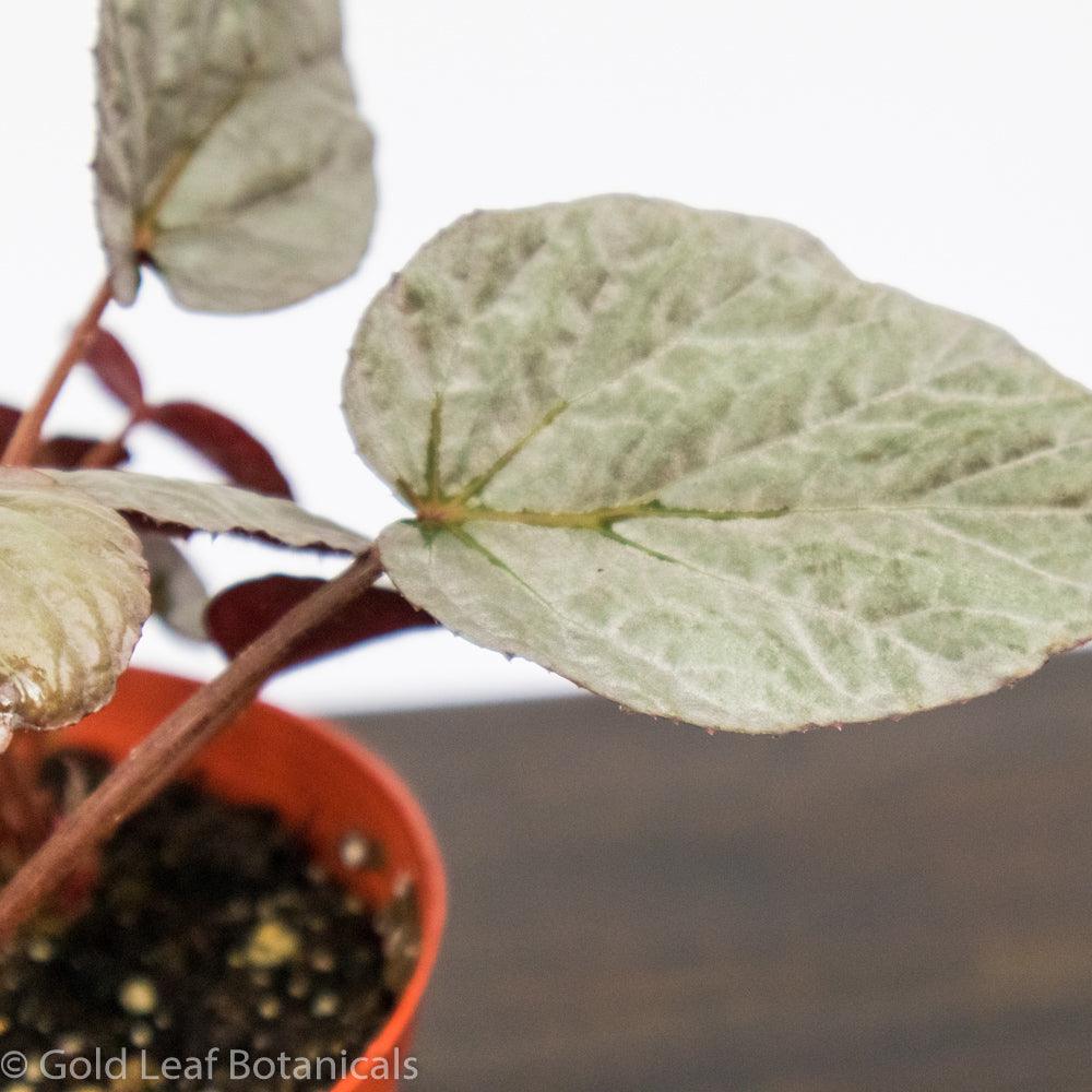 Begonia Rex Duarten - Gold Leaf Botanicals