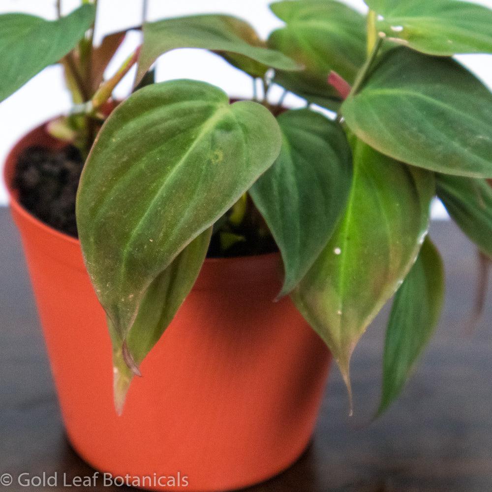 Philodendron Micans - Gold Leaf Botanicals