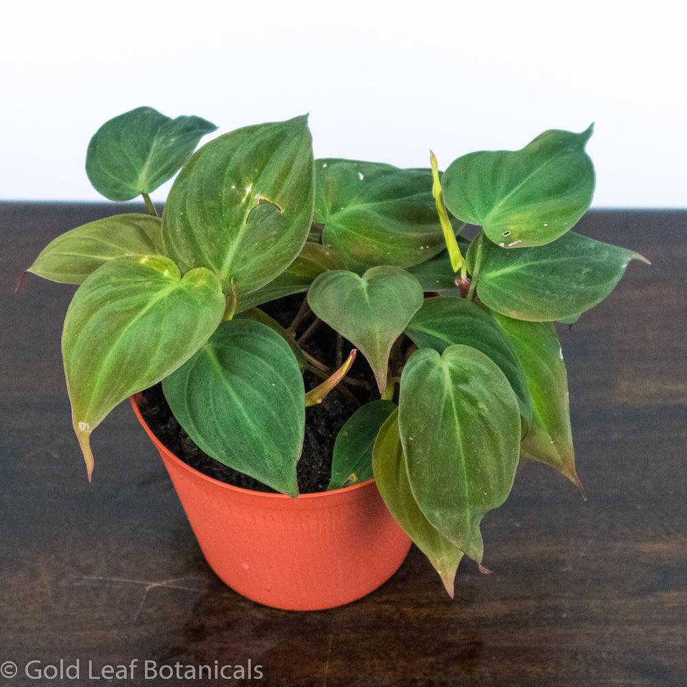 Philodendron Micans - Gold Leaf Botanicals