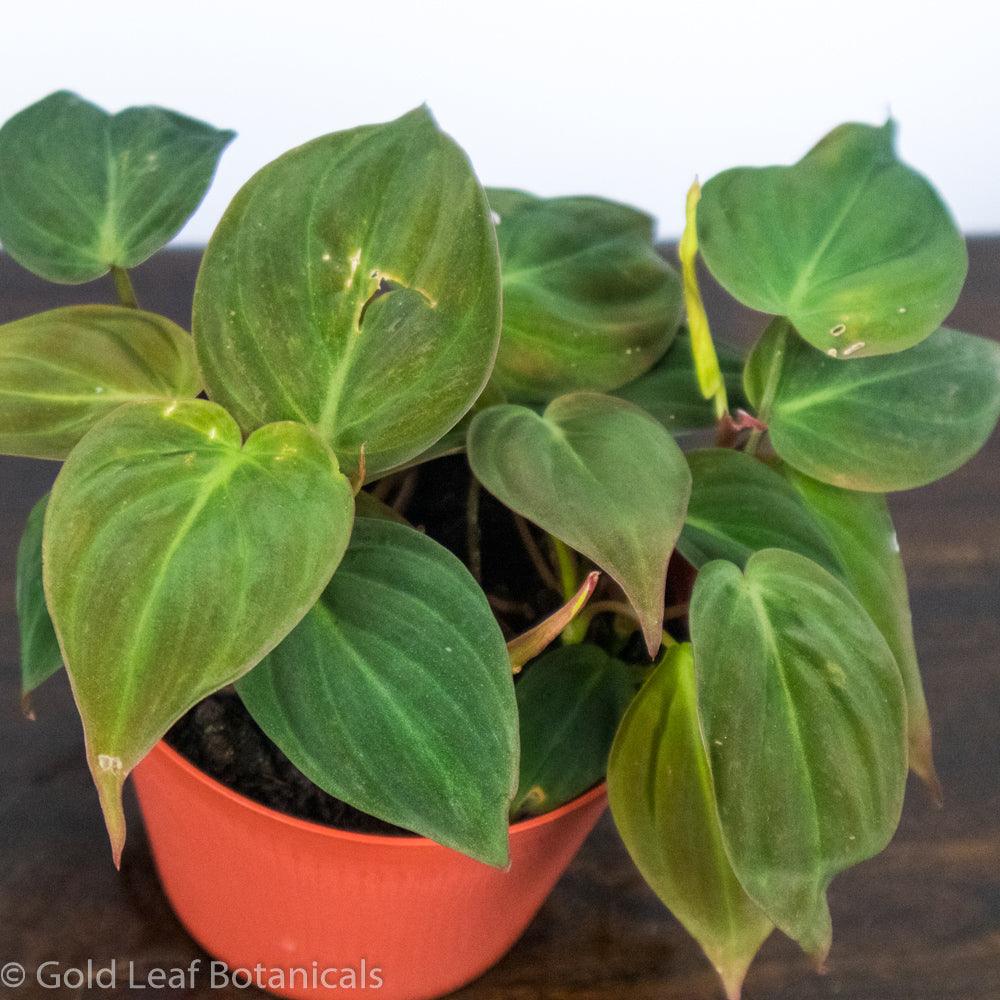 Philodendron Micans - Gold Leaf Botanicals