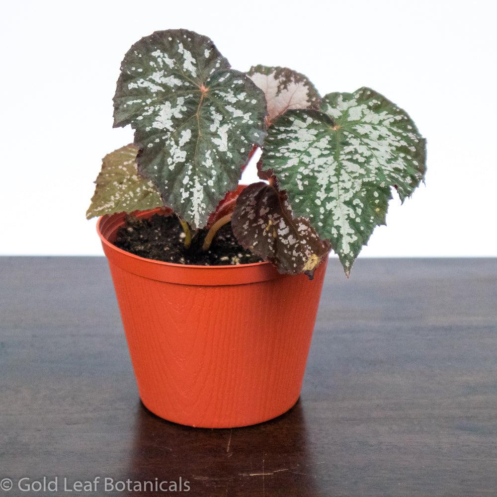 Begonia Rex Angel Wing - Gold Leaf Botanicals