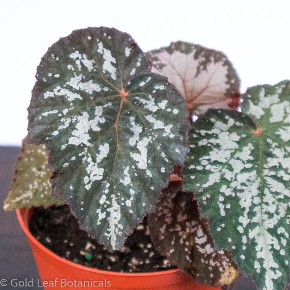 Begonia Rex Angel Wing - Gold Leaf Botanicals