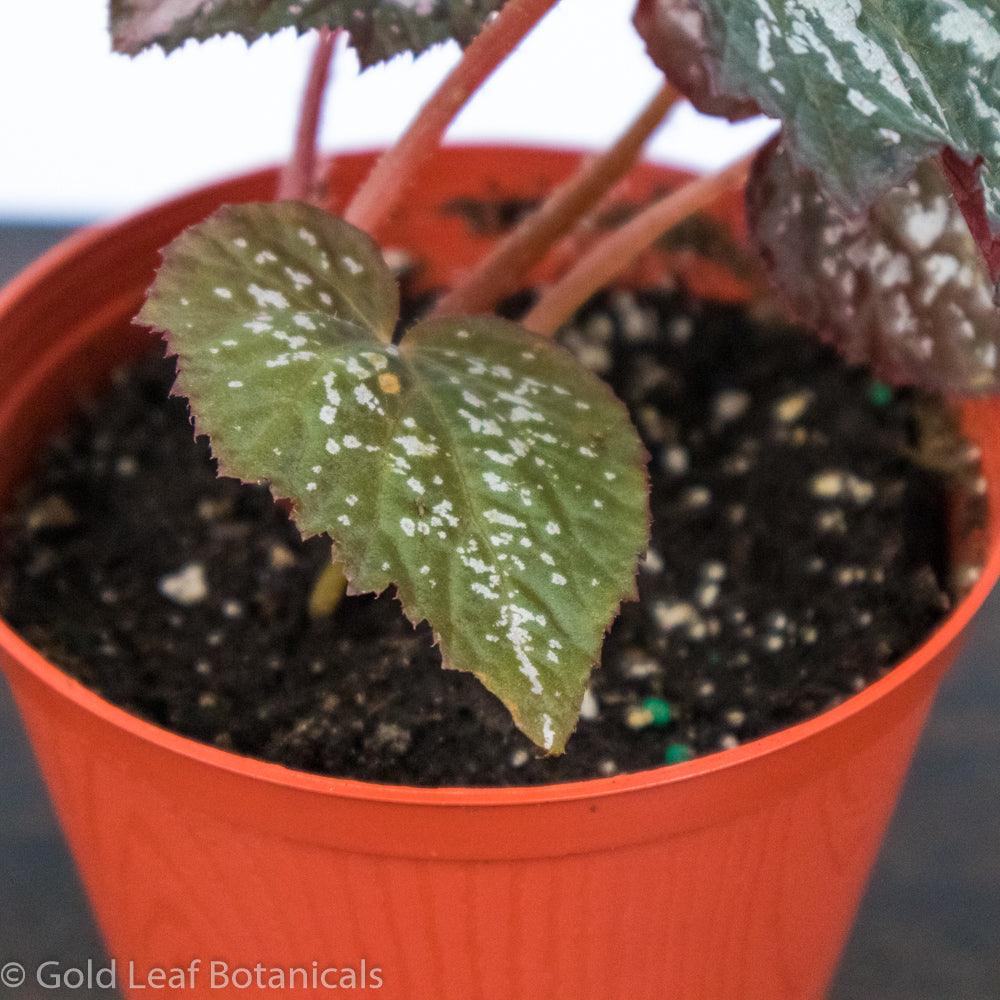 Begonia Rex Angel Wing - Gold Leaf Botanicals