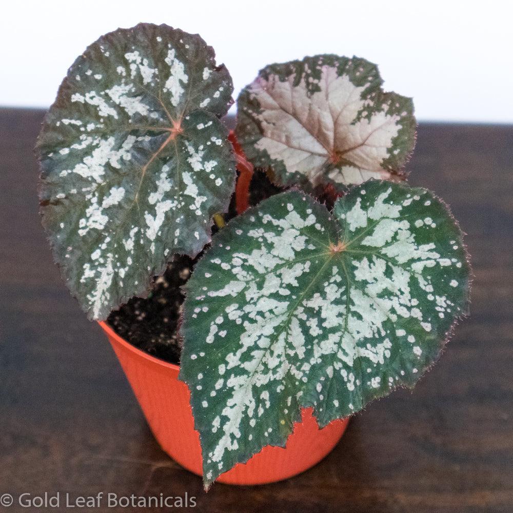 Begonia Rex Angel Wing - Gold Leaf Botanicals