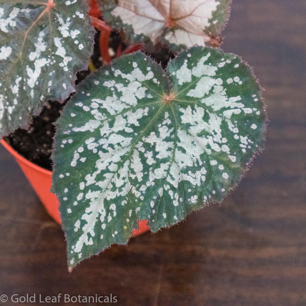 Begonia Rex Angel Wing - Gold Leaf Botanicals