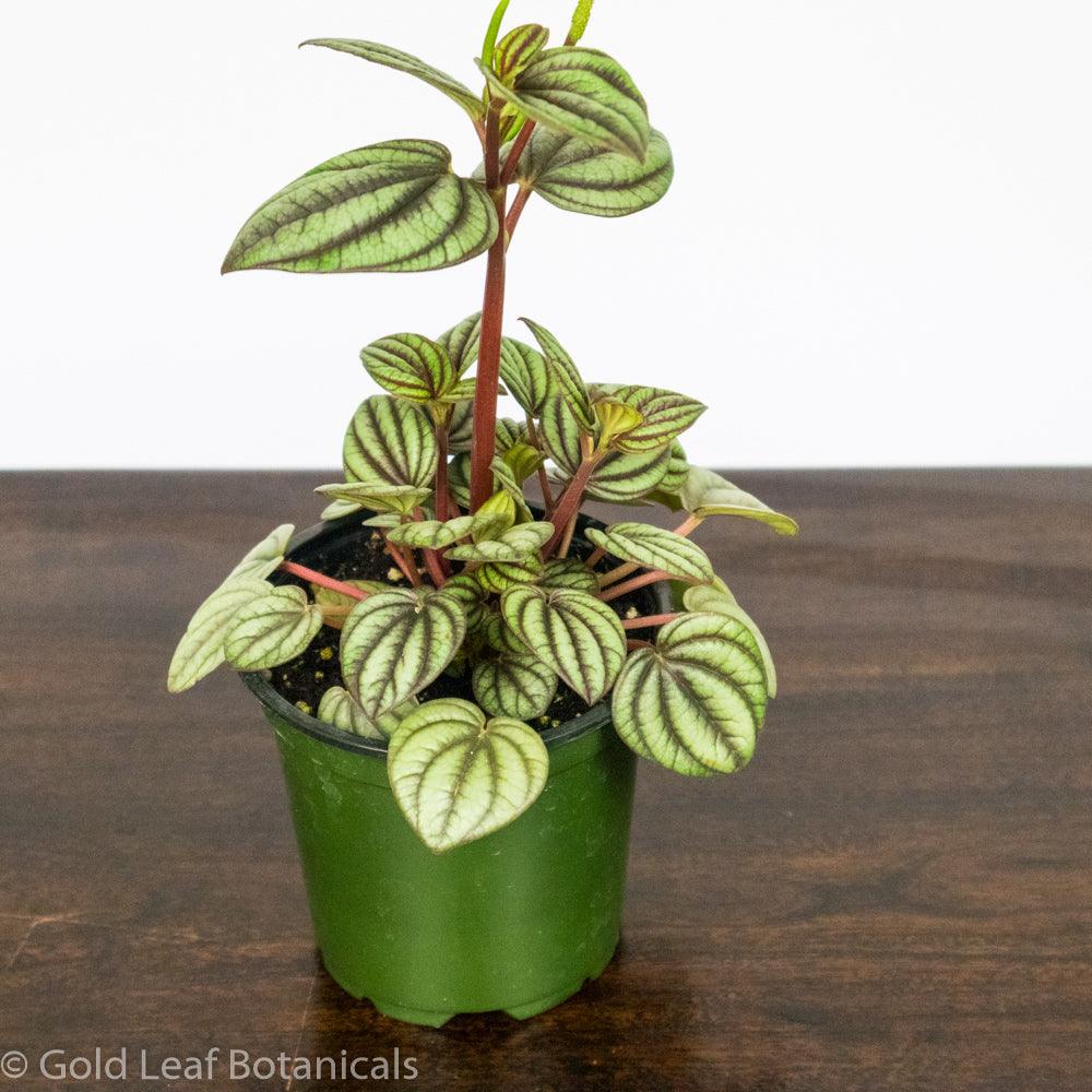 Peperomia Picalo Banda - Gold Leaf Botanicals
