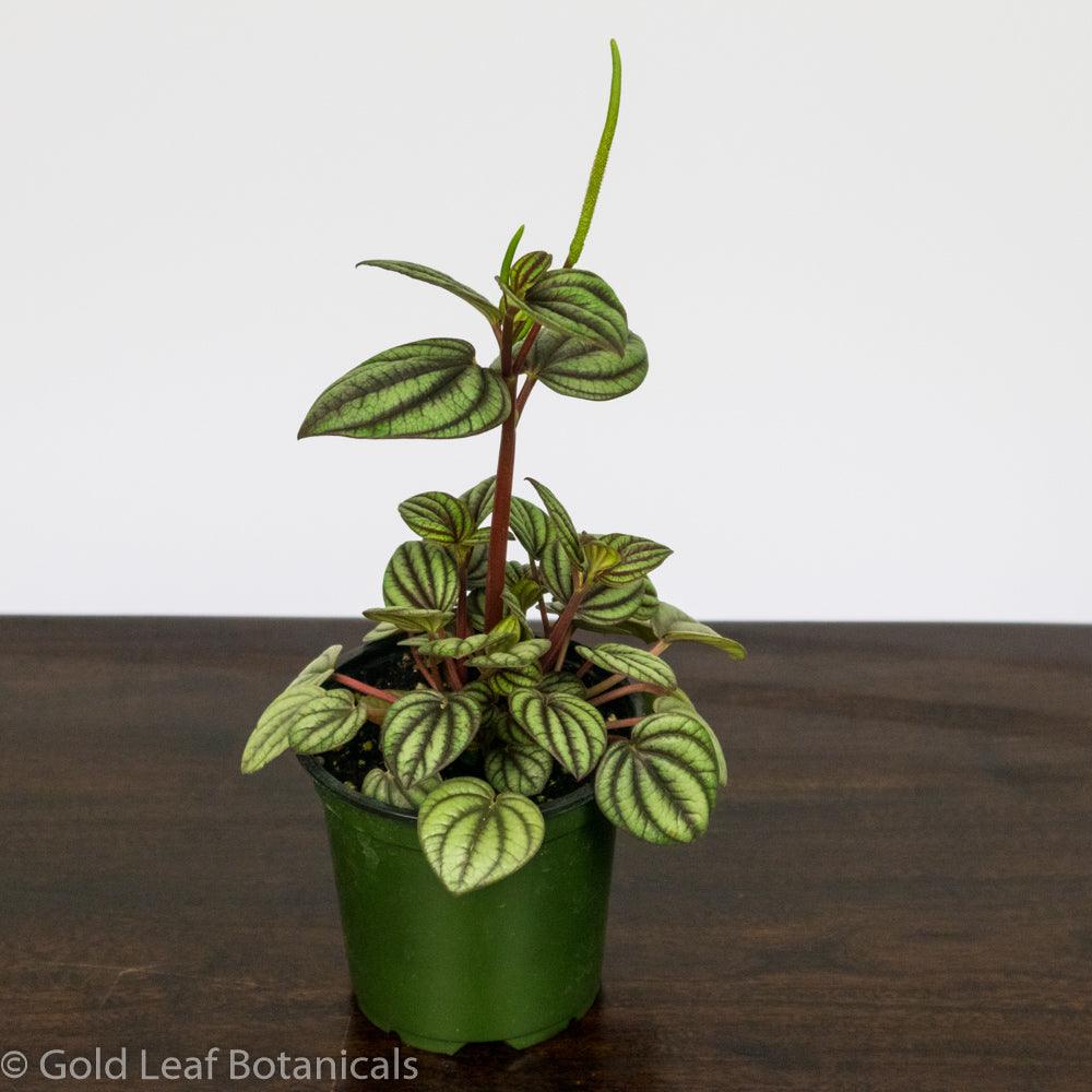 Peperomia Picalo Banda - Gold Leaf Botanicals