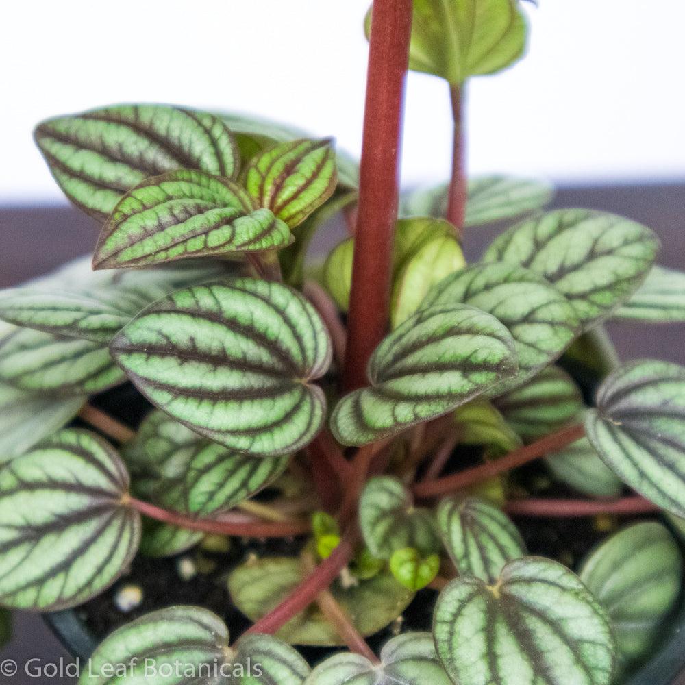 Peperomia Picalo Banda - Gold Leaf Botanicals