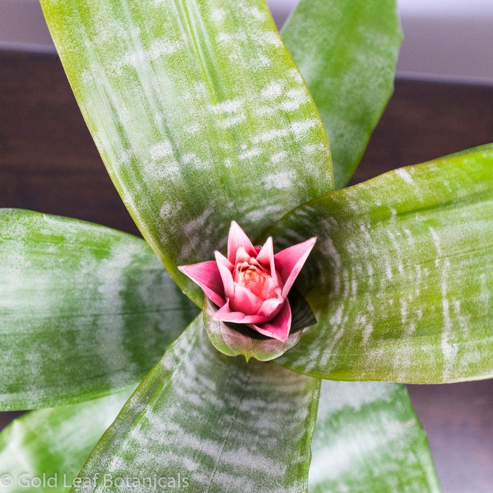 Silver Vase Bromeliad - Gold Leaf Botanicals