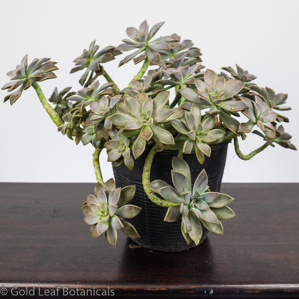 ghost plant succulent care Ghost Plant (Mother of Pearl) Care