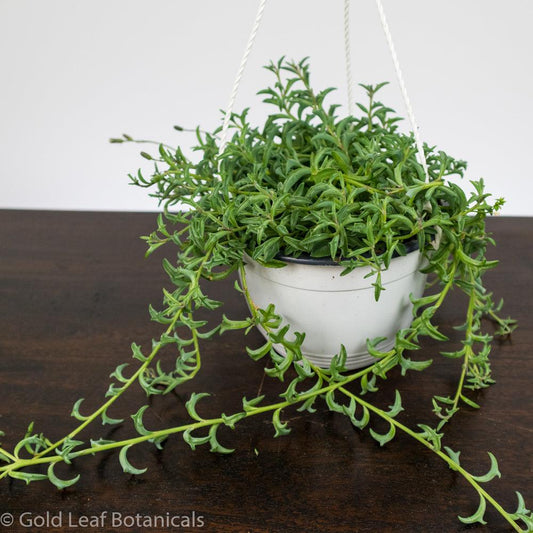 String of Dolphins Care