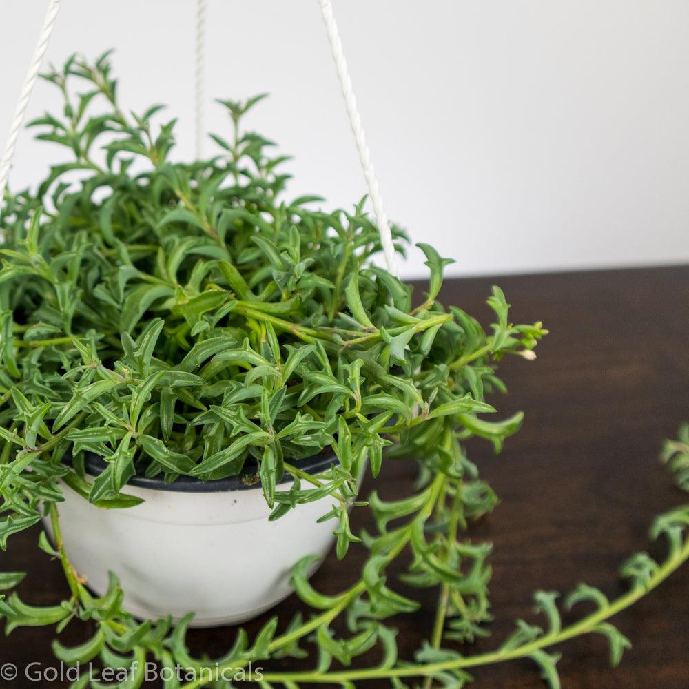 String of Dolphins For Sale