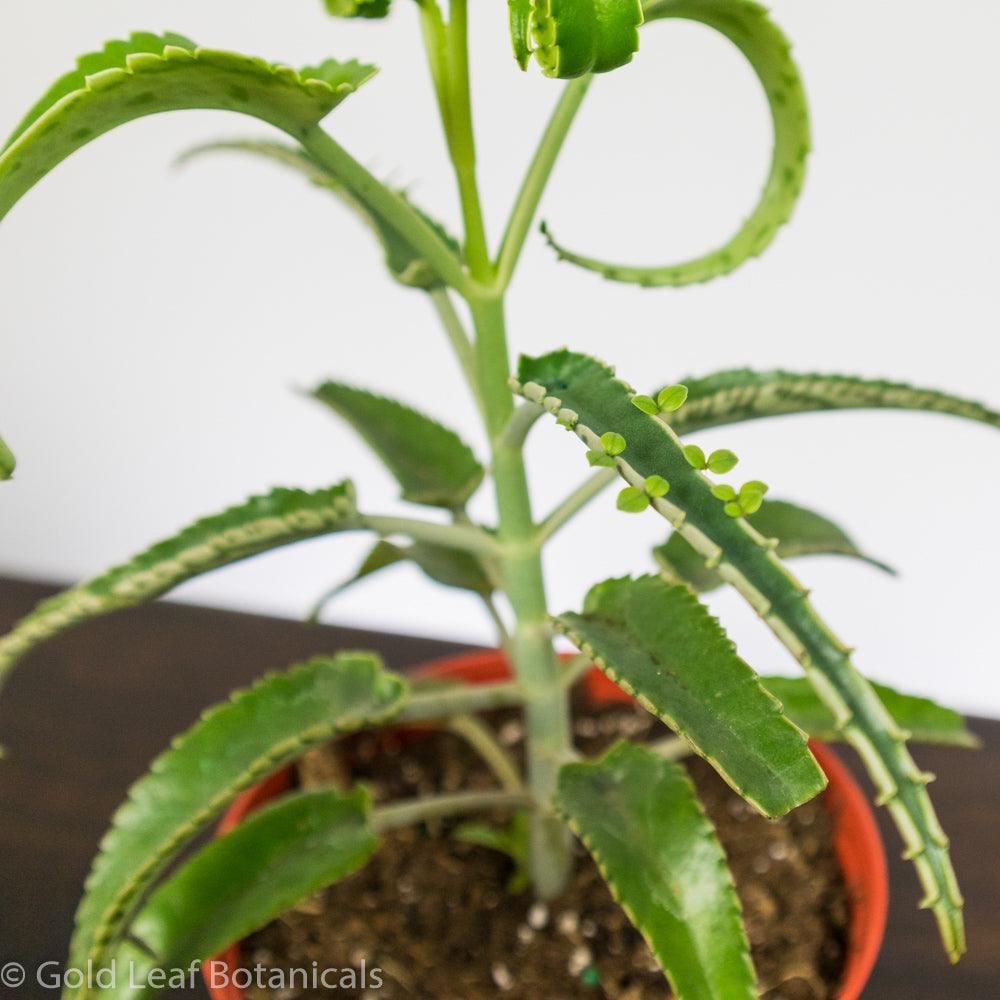 Mother of Millions - Gold Leaf Botanicals