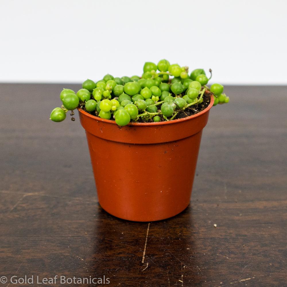 Oderings Garden Centre  Houseplant - String of Pearls Hanging Basket