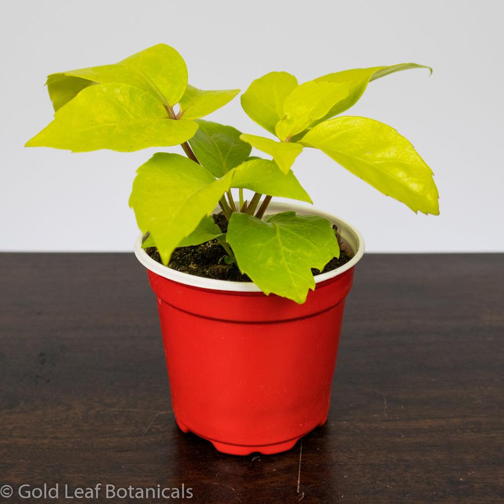 Schefflera Neon - Gold Leaf Botanicals