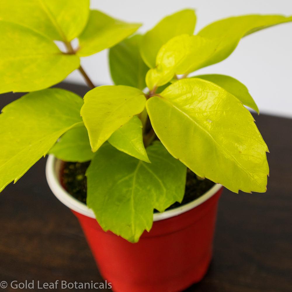 Schefflera Neon - Gold Leaf Botanicals