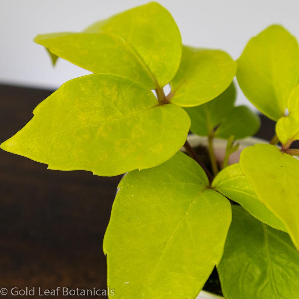 Schefflera Neon - Gold Leaf Botanicals