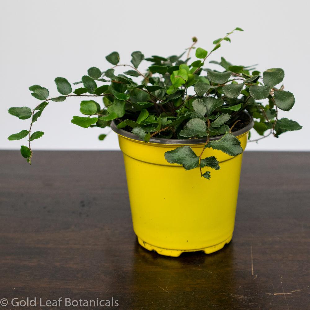 Button Fern - Gold Leaf Botanicals