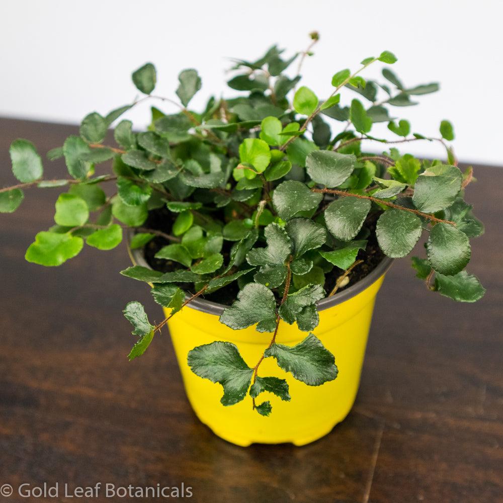 Button Fern - Gold Leaf Botanicals