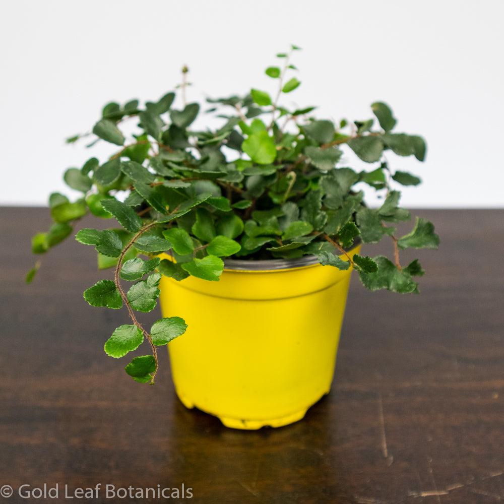 Button Fern - Gold Leaf Botanicals