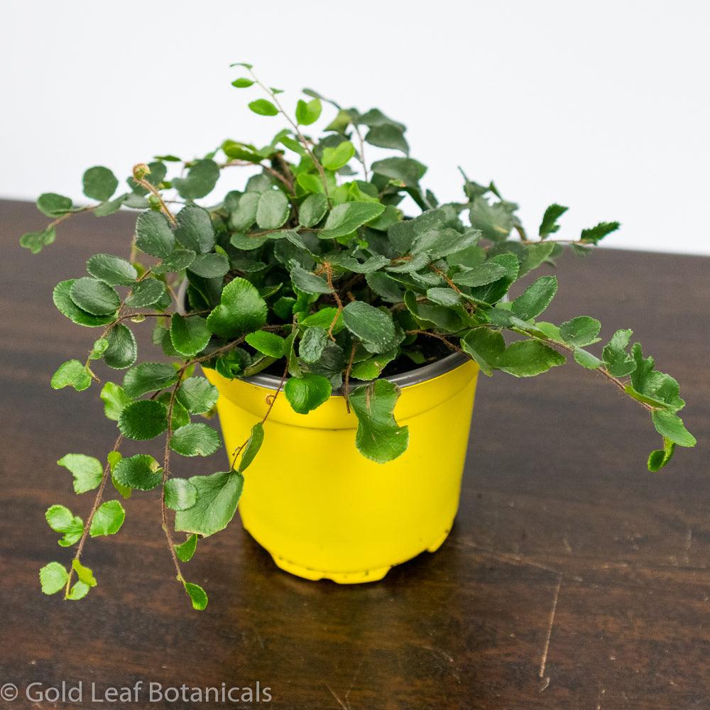 Button Fern - Gold Leaf Botanicals