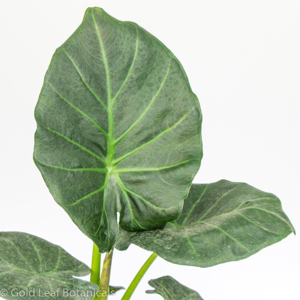 Buy Alocasia Regal Shield