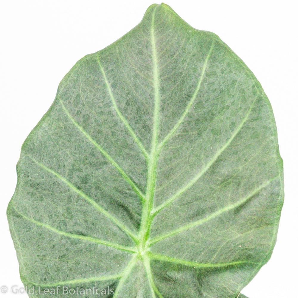 Alocasia Regal Shield For Sale