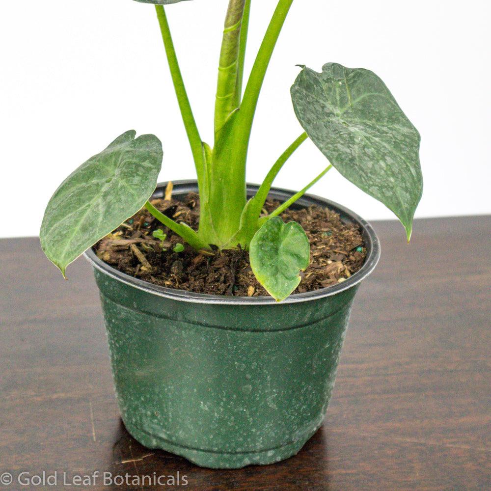 Alocasia Regal Shield Water and Sun