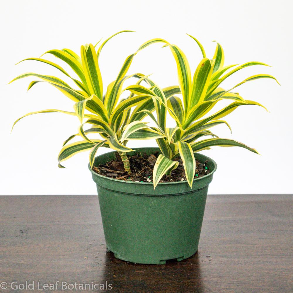 dracaena humidity Song of India Dracaena Care