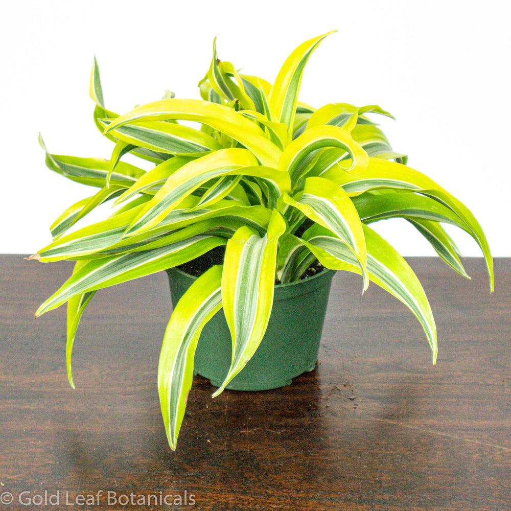 dracaena care sun Lemon Lime Surprise Dracaena Care