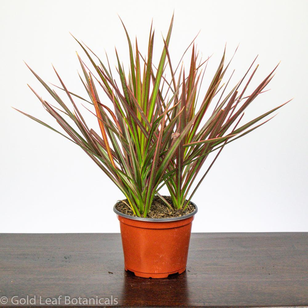 dracaena marginata sunlight Dracaena Marginata Care