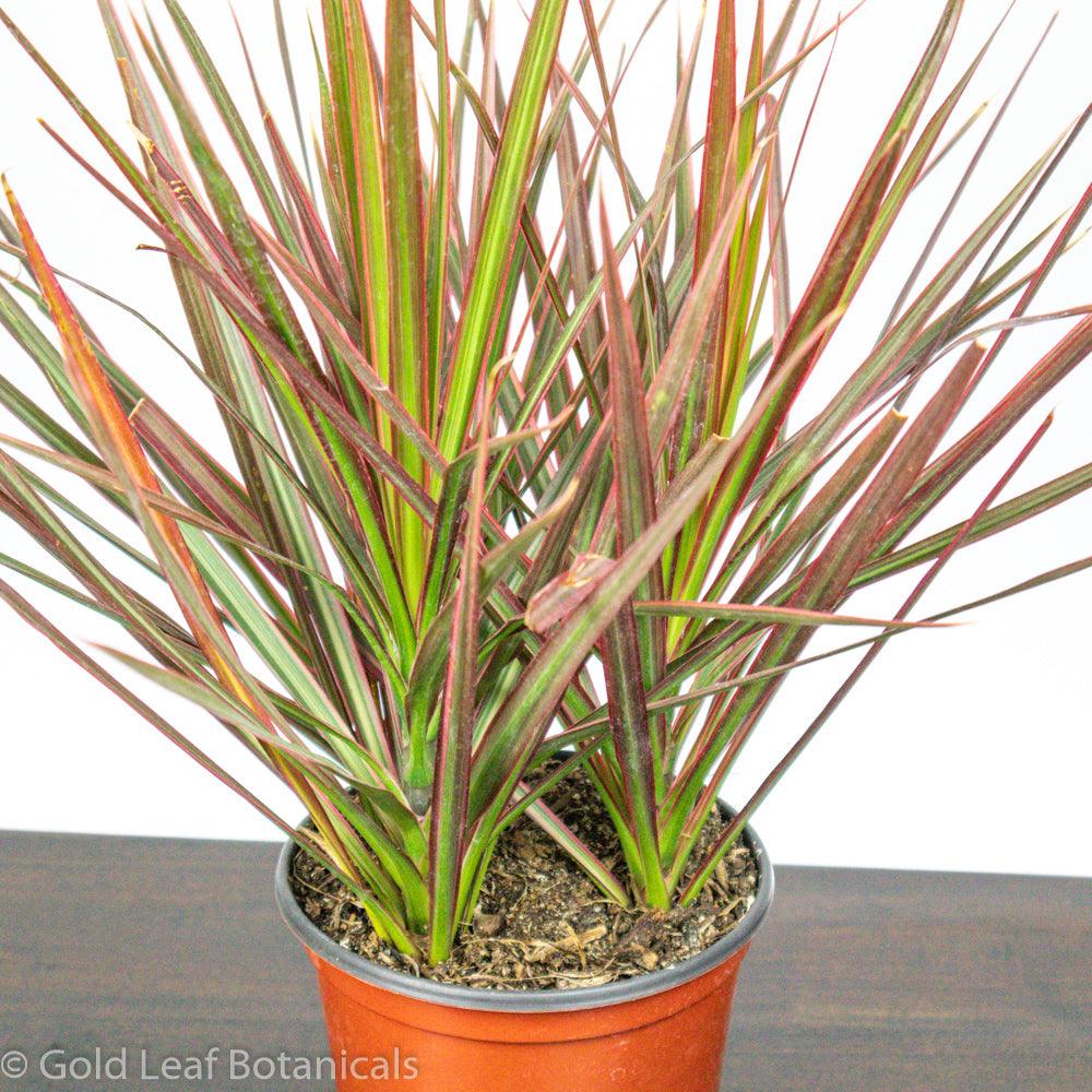 Dracaena Marginata - Gold Leaf Botanicals