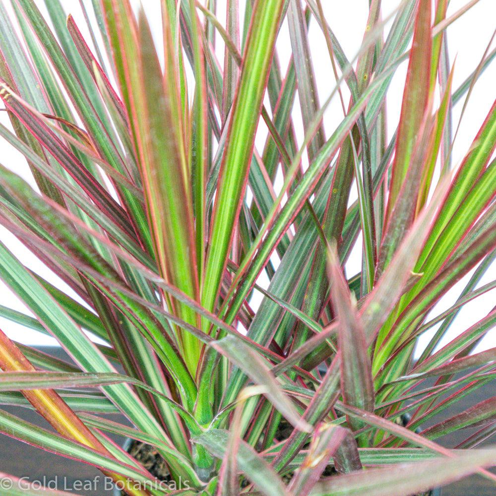 Dracaena Marginata - Gold Leaf Botanicals