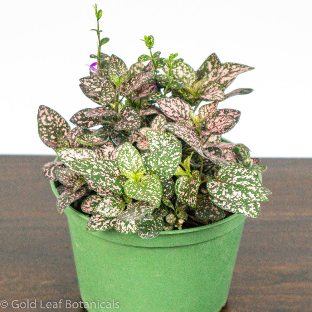 Polka Dot Plant - Gold Leaf Botanicals
