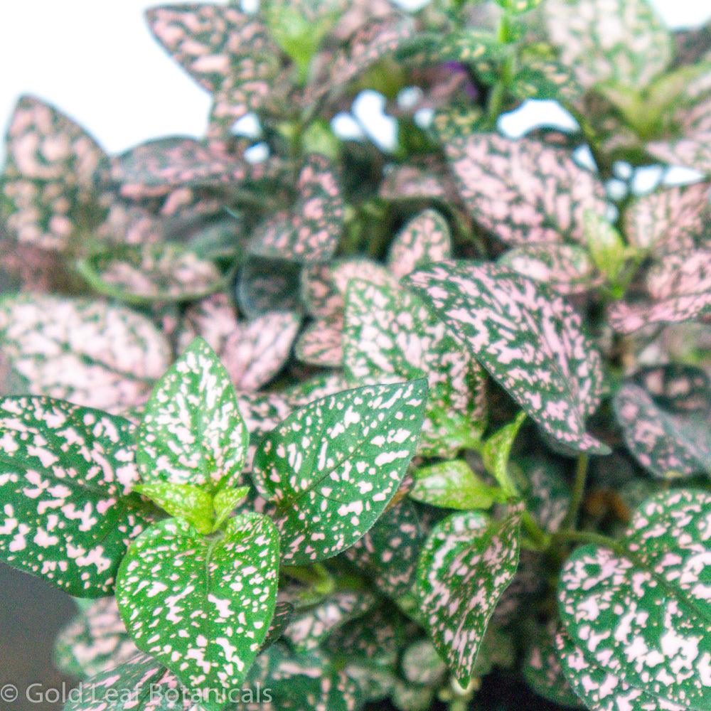 Polka Dot Plant - Gold Leaf Botanicals
