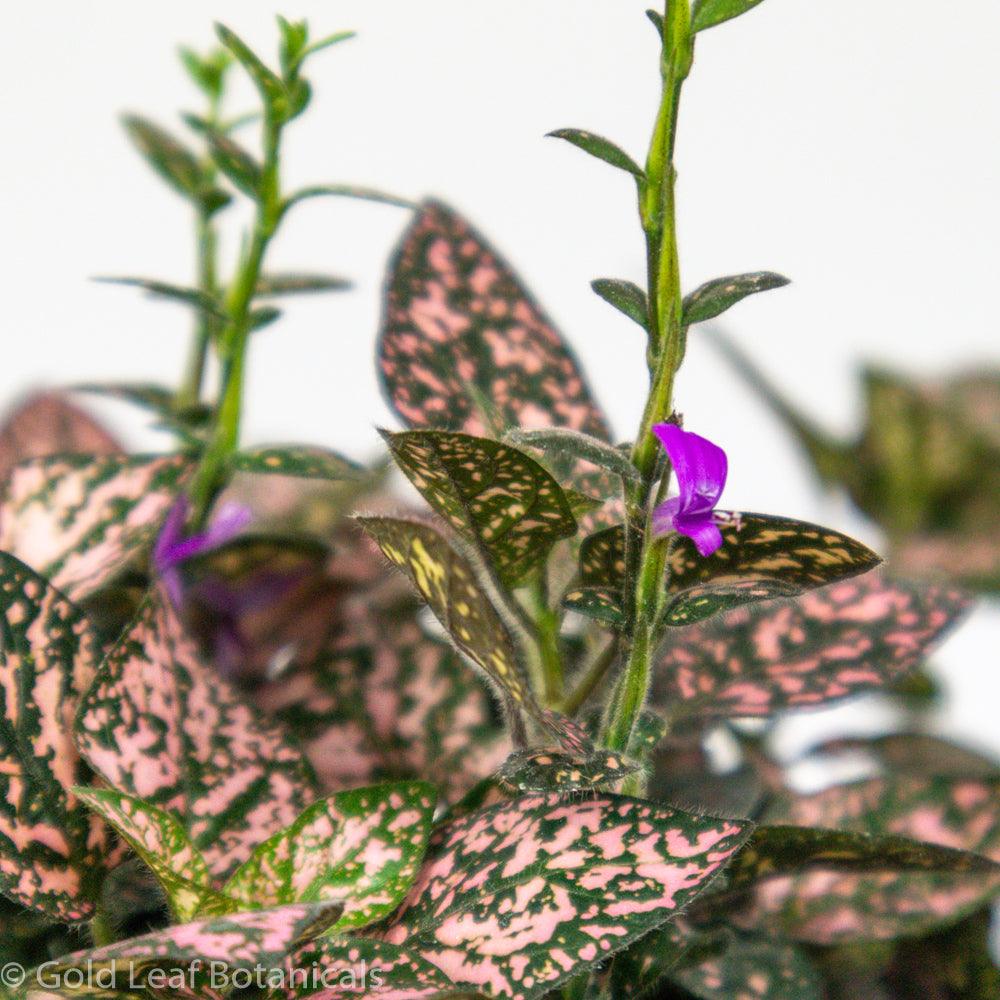 Polka Dot Plant - Gold Leaf Botanicals