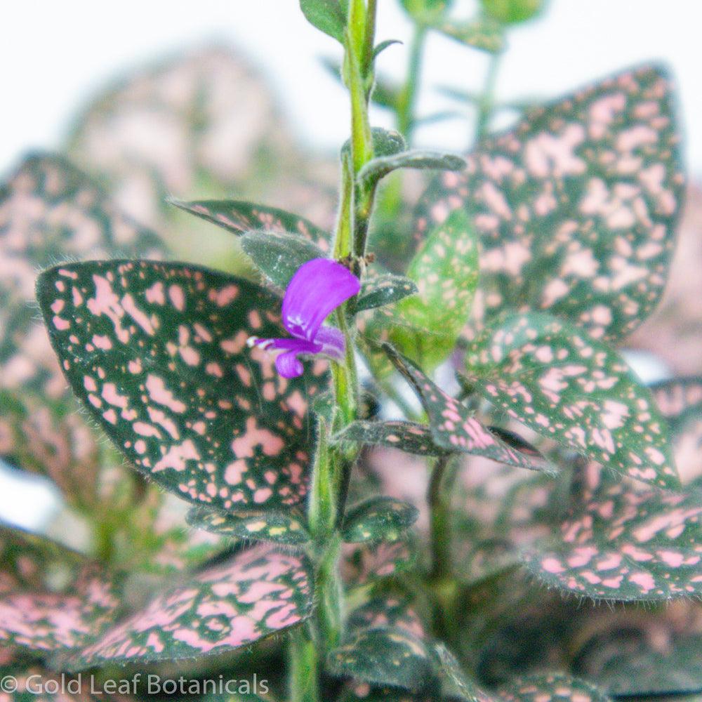 Polka Dot Plant - Gold Leaf Botanicals
