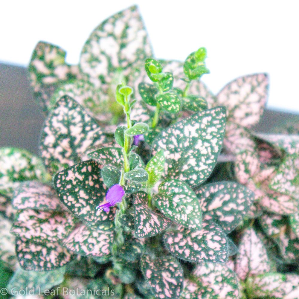 Polka Dot Plant - Gold Leaf Botanicals