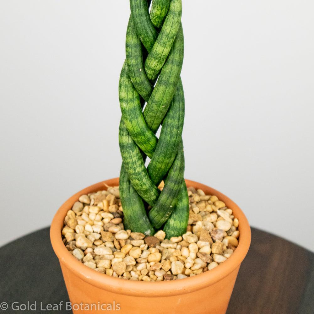 Buy Sansevieria Cylindrica Braid
