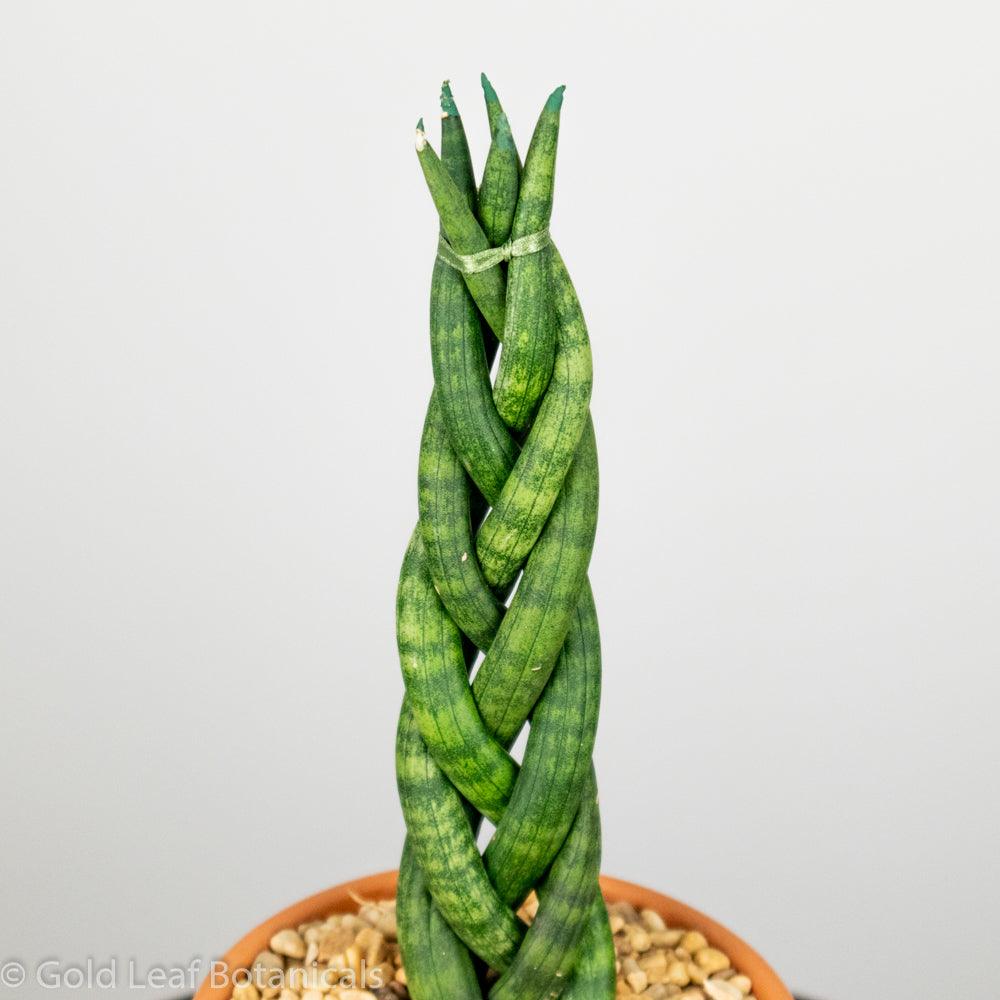 Sansevieria Cylindrica Braid Water