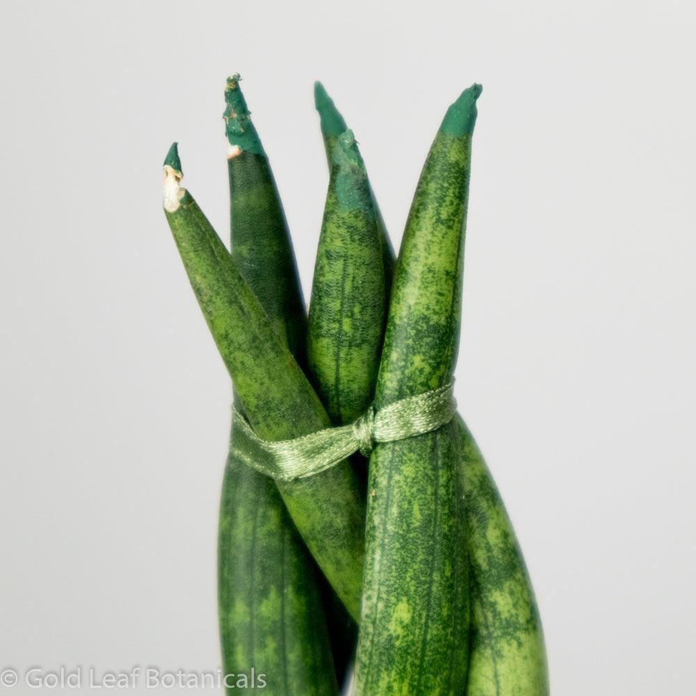 Sansevieria Cylindrica Braid Sun