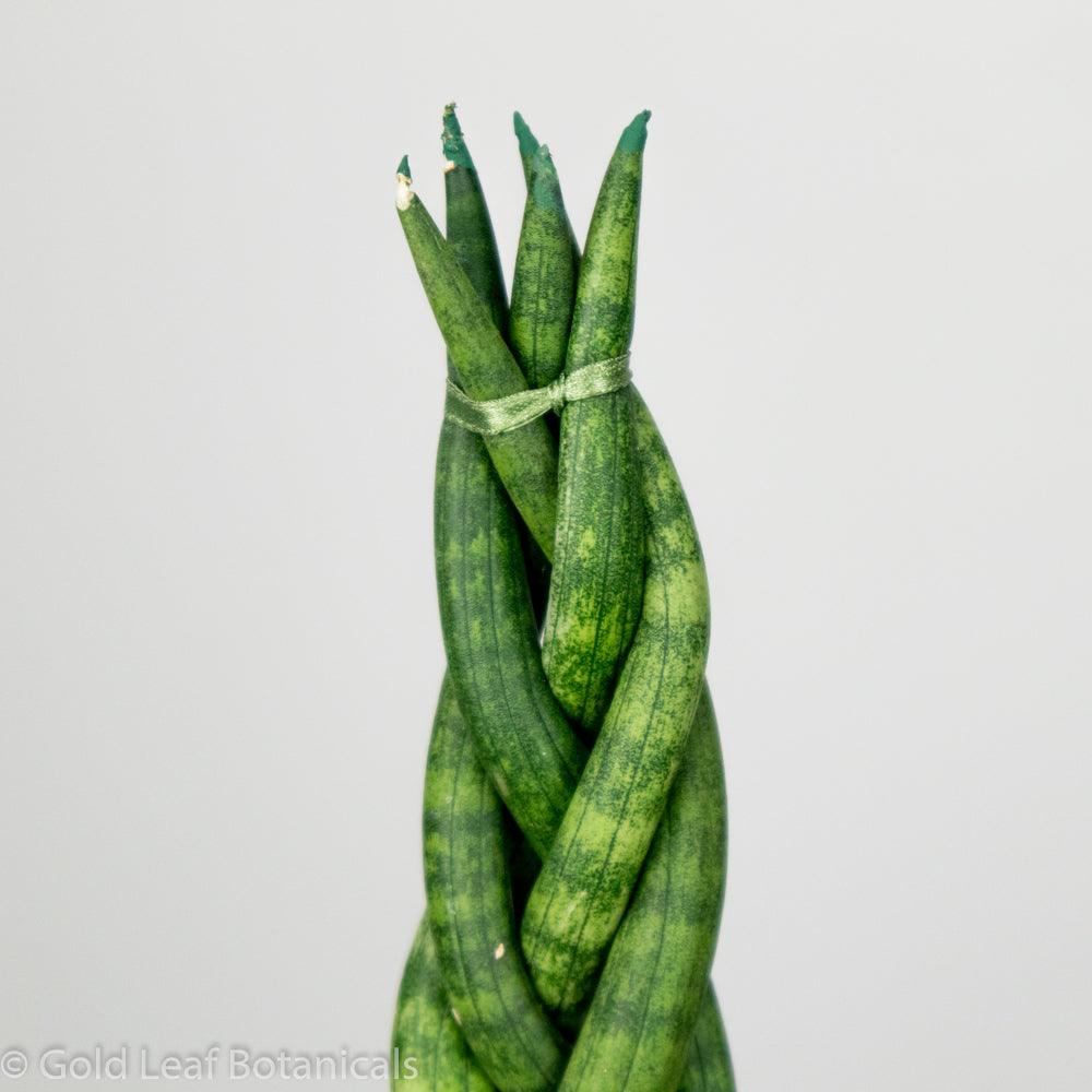 Sansevieria Cylindrica Braid Soil